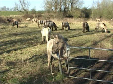 Ooijpolder NL : Eingesetzte Wildpferde ( Konikpferde ) im Ooijpolder